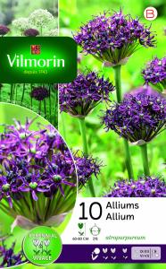 Allium Atropurpereum (x10)
